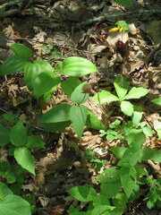 Monarda bradburiana