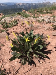 Senecio amplectens