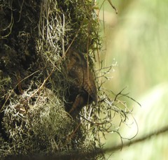 Troglodytes aedon brunneicollis