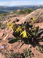 Senecio amplectens
