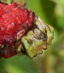 Allosmaitia strophius