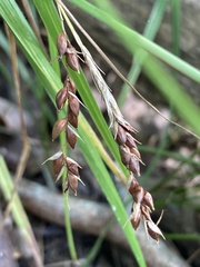 Carex davisii