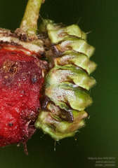 Allosmaitia strophius