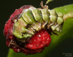 Allosmaitia strophius