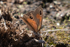 Cassionympha cassius