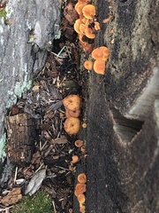 Xeromphalina enigmatica