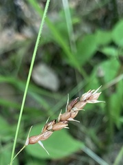 Carex davisii