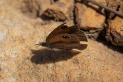 Cassionympha cassius