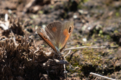 Cassionympha cassius