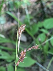 Carex davisii