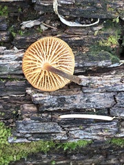 Xeromphalina enigmatica