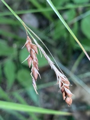 Carex davisii