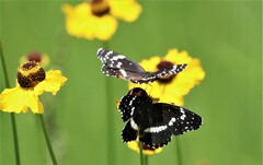 Chlosyne lacinia crocale