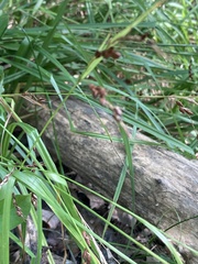 Carex davisii