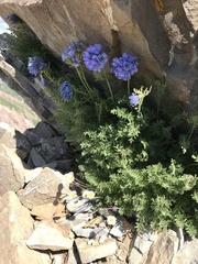 Polemonium confertum