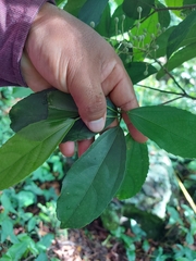 Pleuranthodendron lindenii