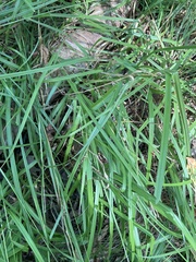 Carex davisii