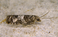 Spilonota laricana