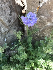 Polemonium confertum
