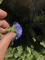 Polemonium confertum