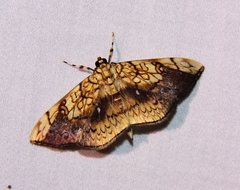 Pantographa