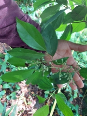 Pleuranthodendron lindenii