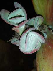 Kalanchoe thyrsiflora