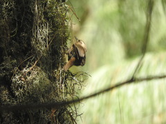 Troglodytes aedon brunneicollis