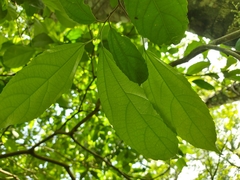 Pleuranthodendron lindenii
