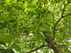 Pleuranthodendron lindenii