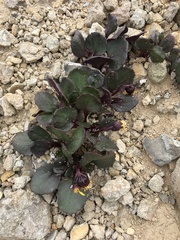 Senecio soldanella