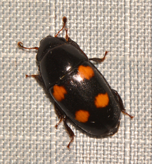 Glischrochilus obtusus