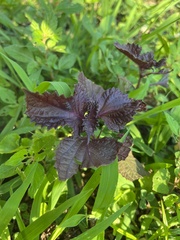 Perilla