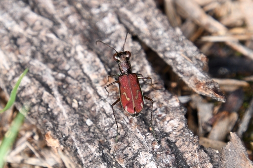 Sonoran Tiger Beetle photo 5