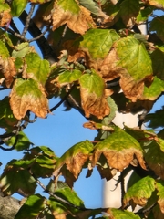 Acer
