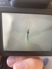 Chrysopa nigricornis