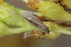 Cisthene liberomacula