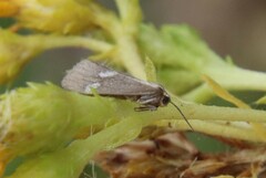 Cisthene liberomacula