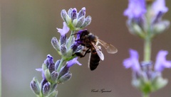 Apis mellifera