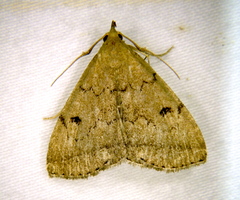 Zanclognatha dentata