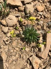 Draba crassifolia