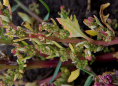 Chenopodium macrospermum