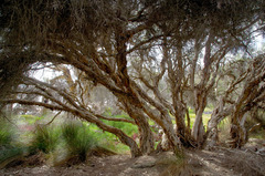 Melaleuca rhaphiophylla