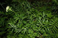 Ligusticum canbyi
