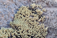 Pycnophyllum bryoides