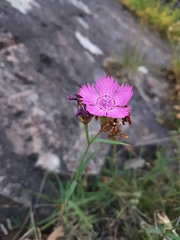 Dianthus seguieri