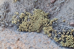 Pycnophyllum bryoides