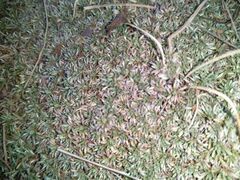 Helichrysum caespititium