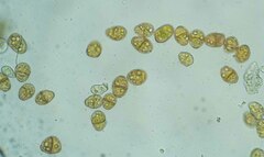 Mesoptychia heterocolpos