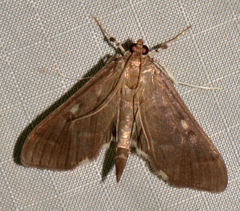 Herpetogramma sphingealis